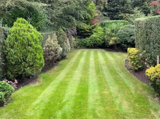 Well-trimmed green hedges in Lea Valley after professional hedge cutting and pruning service.