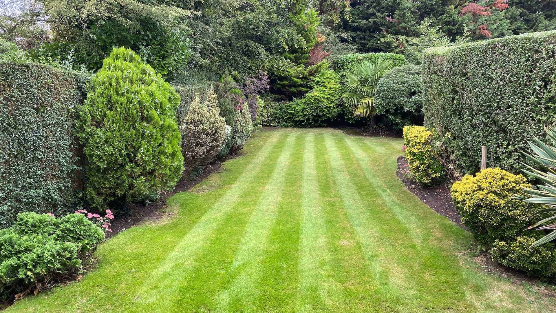 Well-trimmed green hedges in Lea Valley after professional hedge cutting and pruning service.