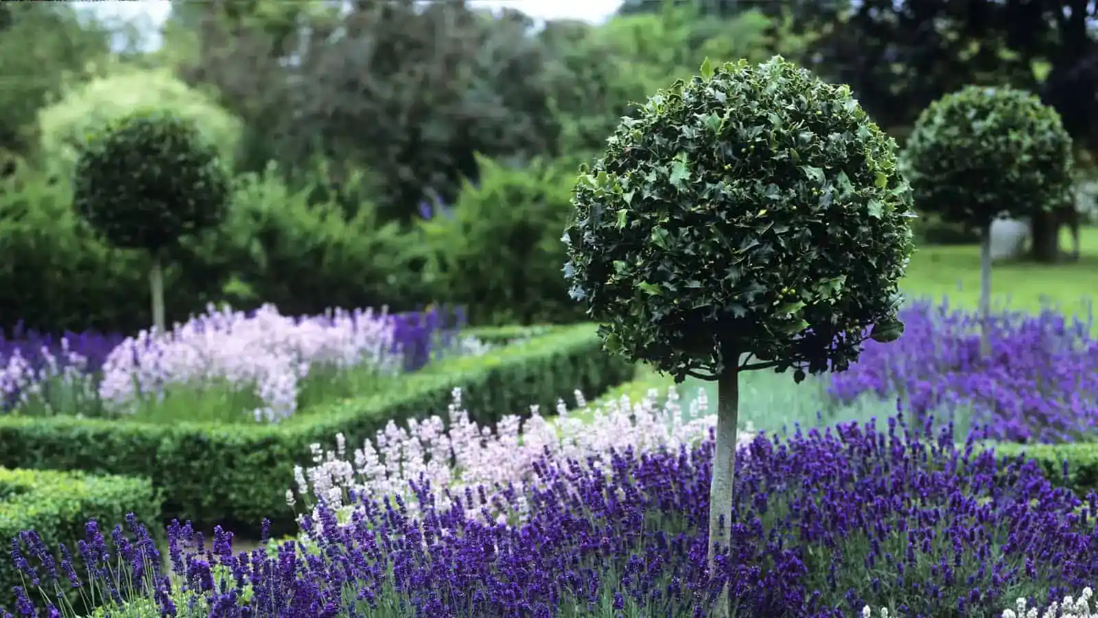 Professional garden maintenance packages showing pristine lawn care and hedge trimming services in Hampstead, Swiss Cottage, and Kilburn by Lea Valley Garden Services